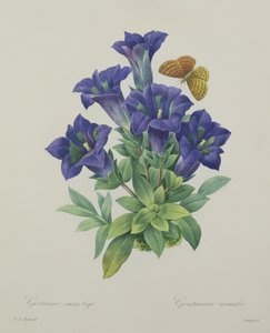 Gentiana acaulis (hořec trubkovitý), vyryl Langlois, z knihy "Choix des Plus Belles Fleurs", 1827